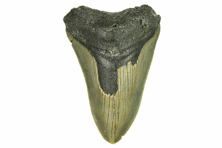 Serrated, Fossil Megalodon Tooth - North Carolina #294509